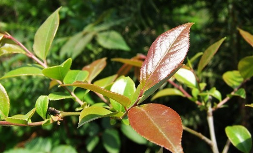  p data-id="go06c7307f">乌饭草别名:染菽,猴菽,青精草,乌饭草,墨饭