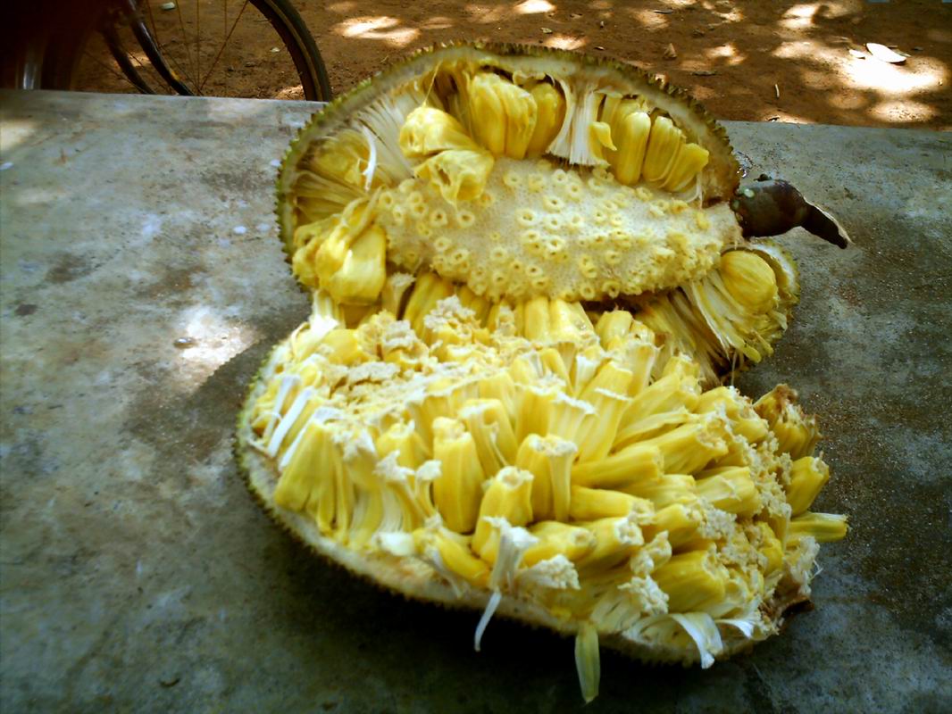 (学名: i>artocarpus styracifolius  /i>pierre)是桑科波罗蜜属植物