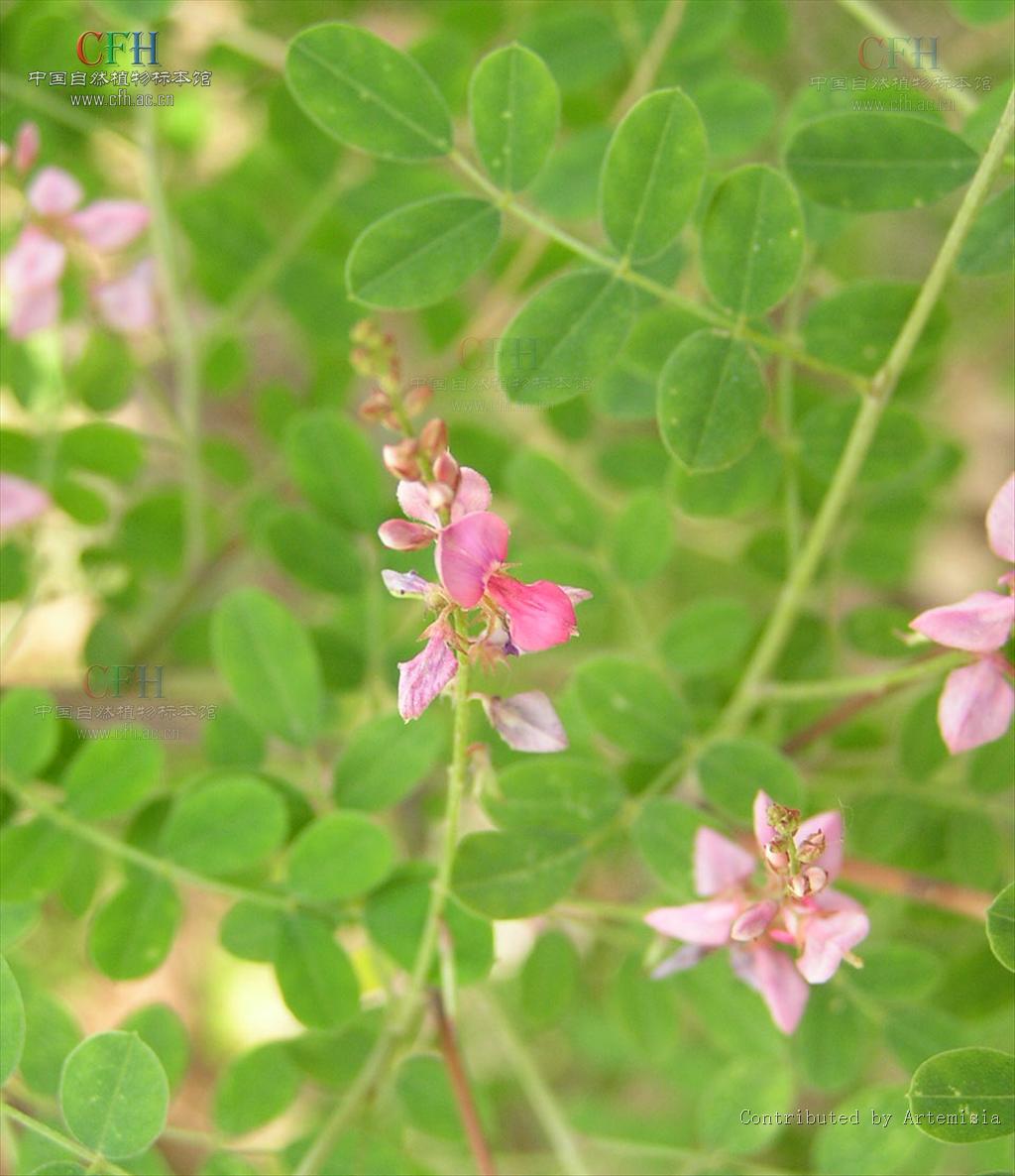  p>木蓝属(学名:indigofera l.