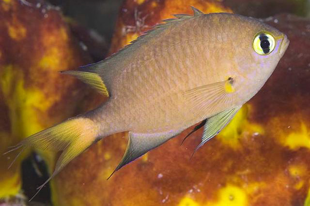 chromis atripes