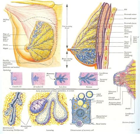 男性乳腺在一岁半左右逐渐退变,腺体有导管,但无腺泡且不分叶.