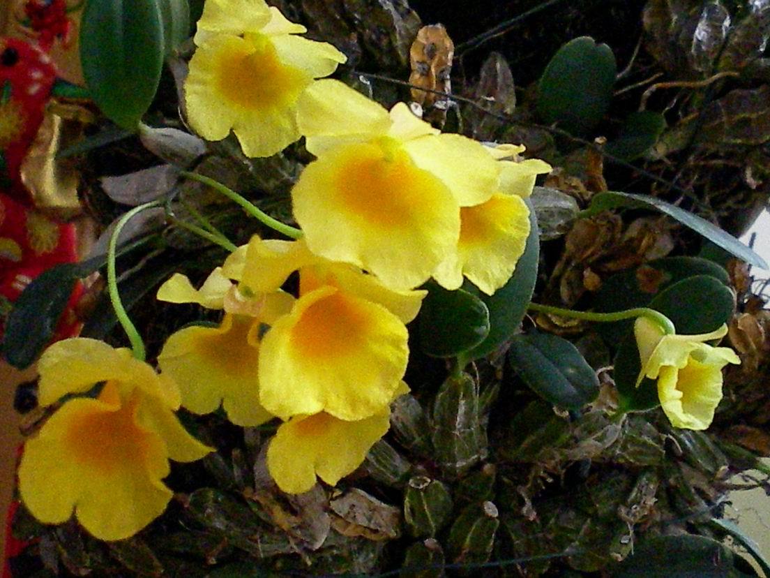 小黄花石斛云南个体