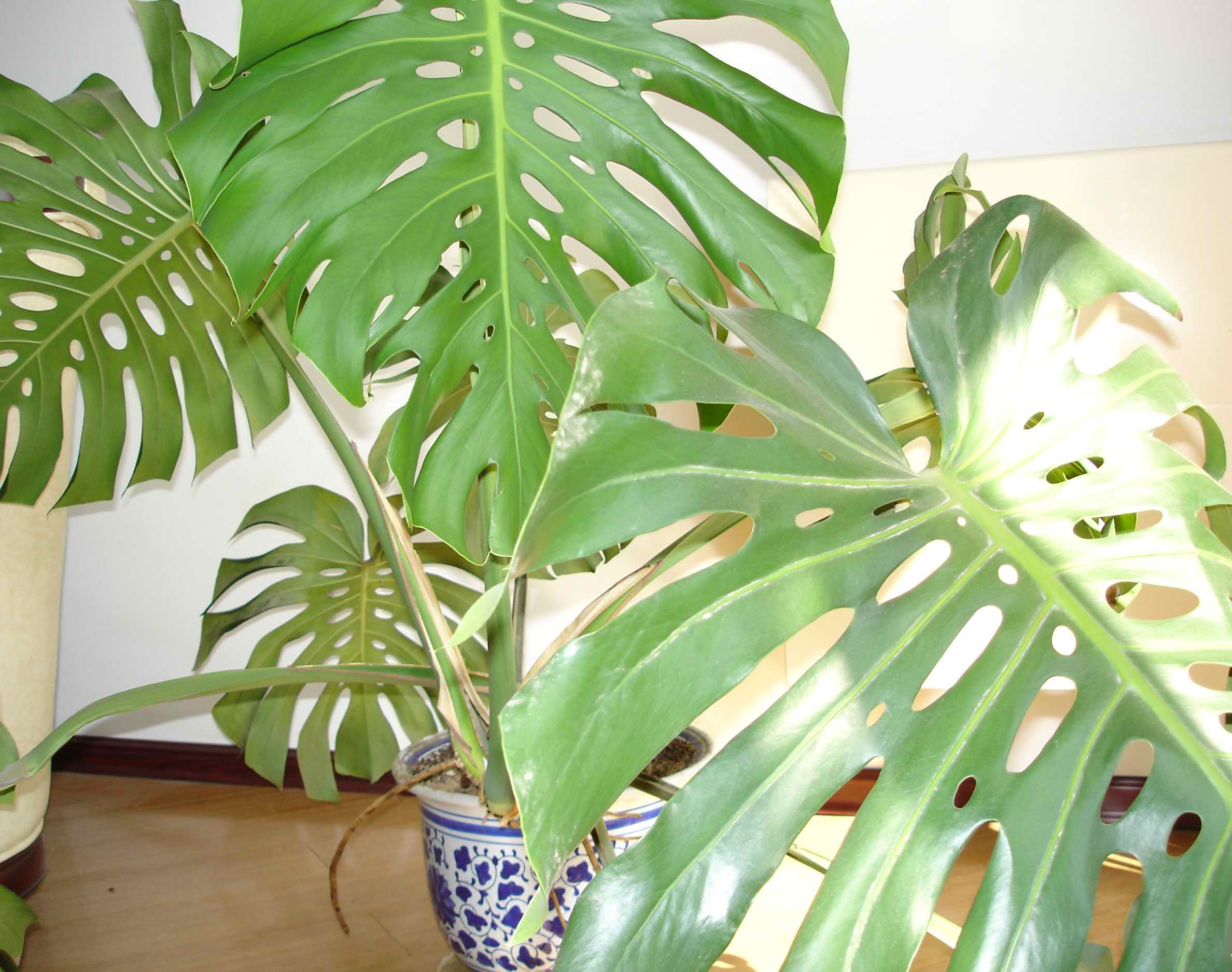 是天南星科龟背竹属植物,攀援灌木.