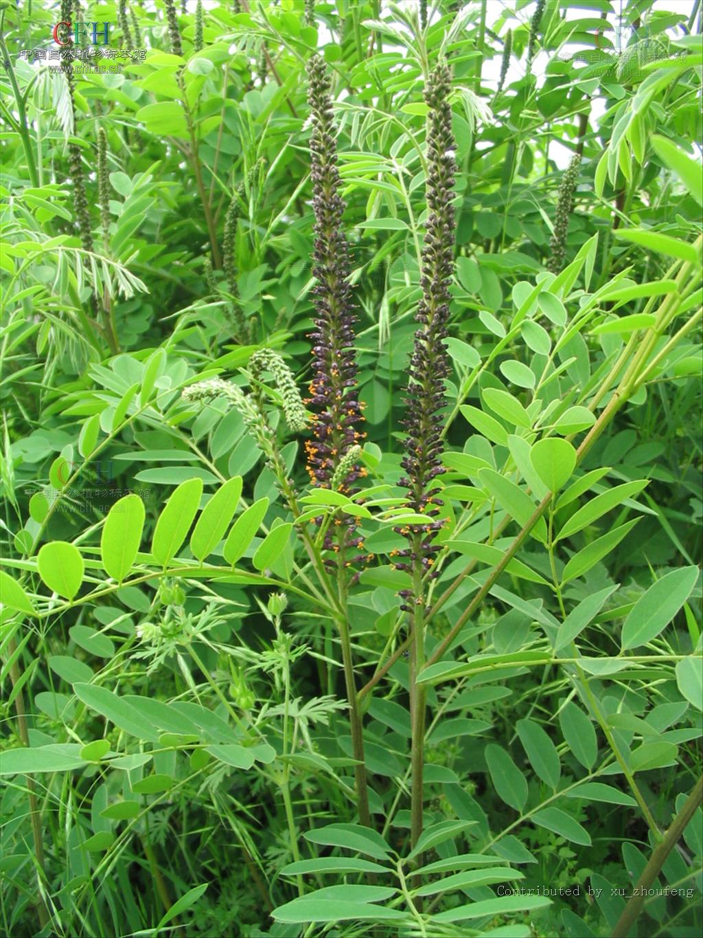  p>紫穗槐(学名: i>amorpha fruticosa /i> linn.