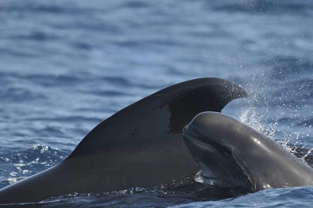 long-finned pilot whale