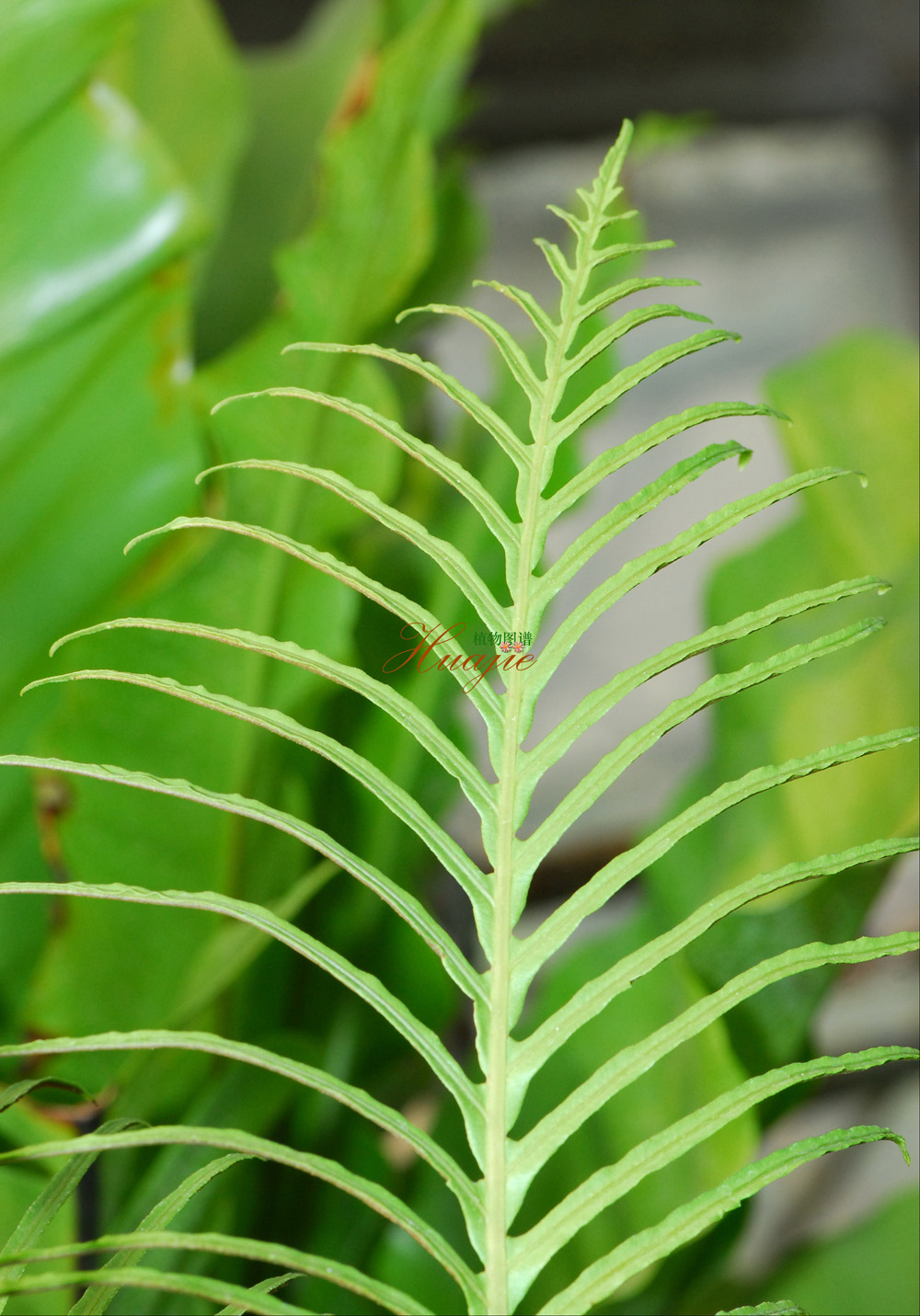  p>乌毛蕨(学名:blechnum orientale)是乌毛蕨属的一种植物,生长于