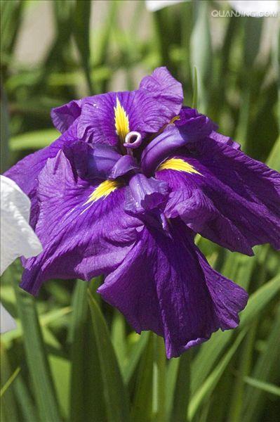 紫色鸢尾
