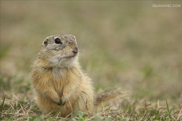  p>达乌尔黄鼠(学名: i>spermophilus dauricus /i>)别名黄鼠,蒙古