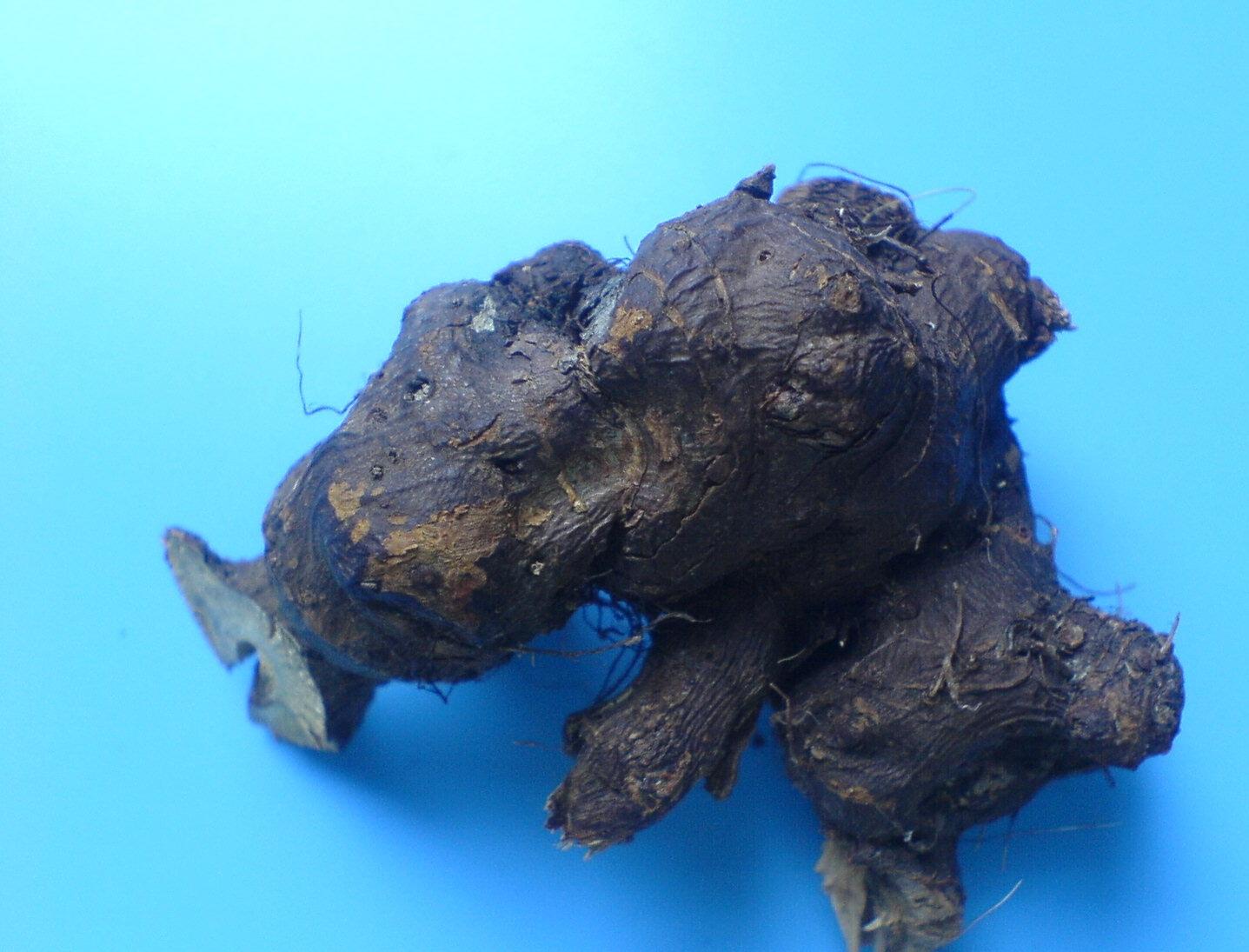  p>金荞麦(学名: i>fagopyrum dibotrys /i> (d.