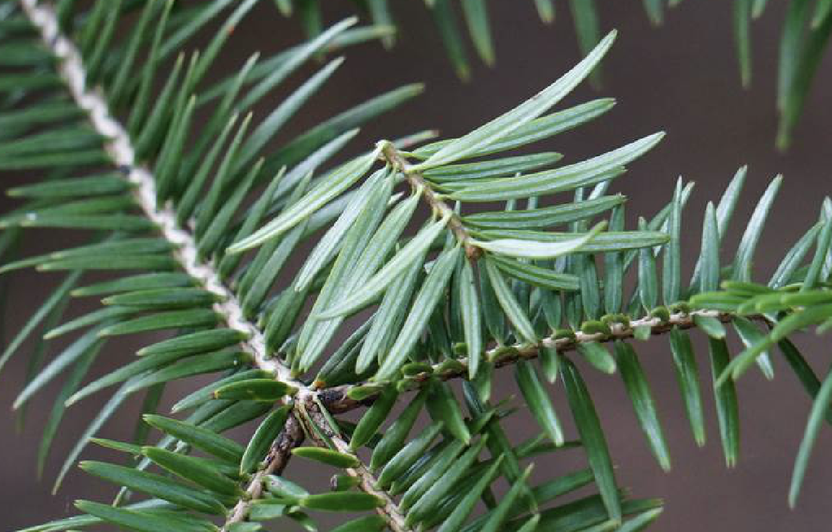 是松科冷杉属植物,乔木,在原产地高达50米,胸径达2米;树皮暗灰色或暗