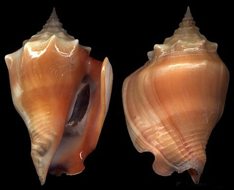  p>金拳凤凰螺(学名: i>strombus pugilis /i>)雌雄异体.