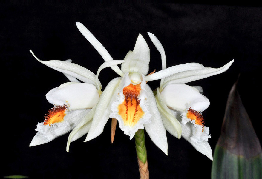  p>撕裂贝母兰(学名: i>coelogyne sanderae /i>  kraenzl.
