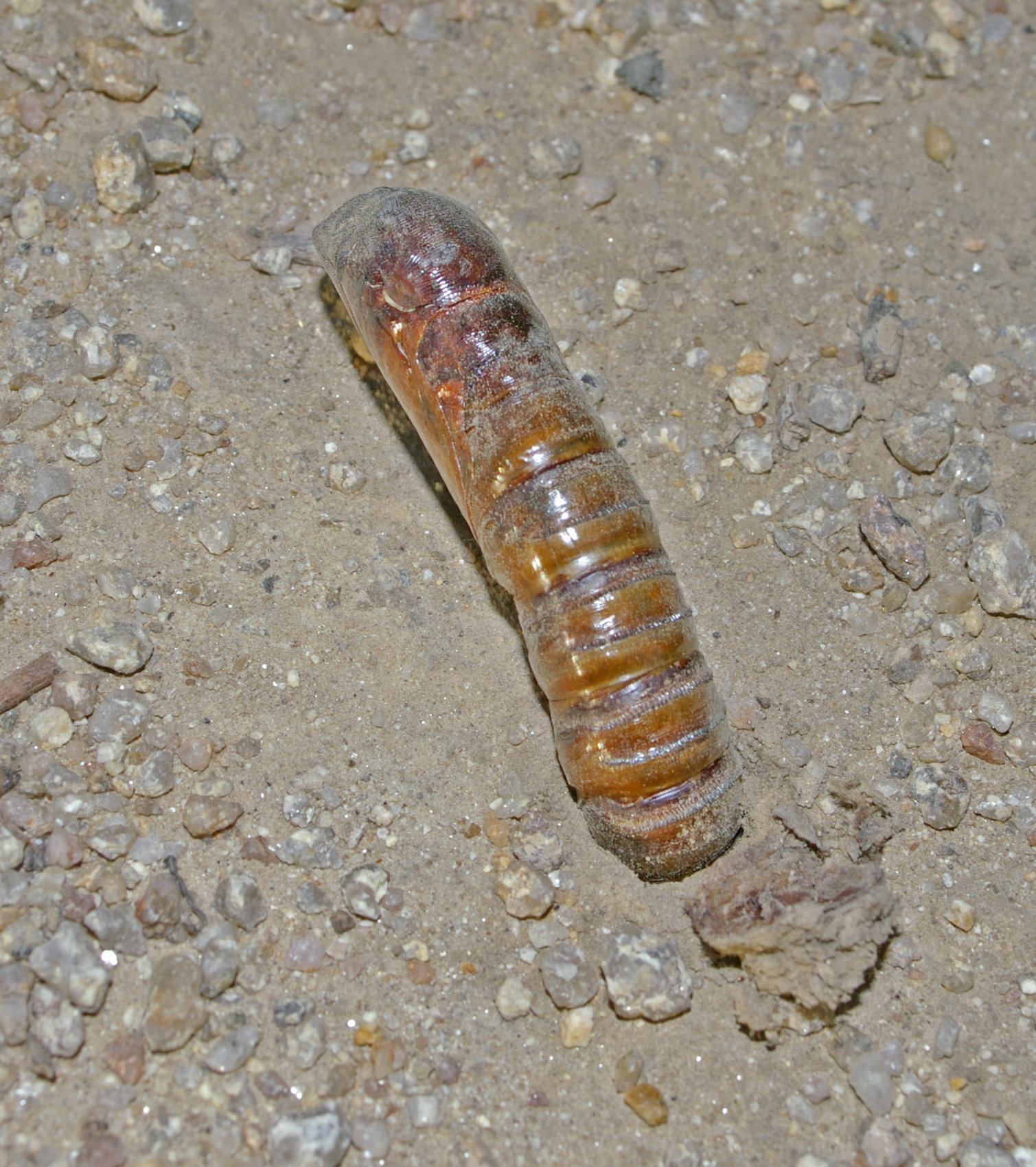 a>(lepidoptera), a target="_blank" href="/item/蝙蝠蛾科/6244289"