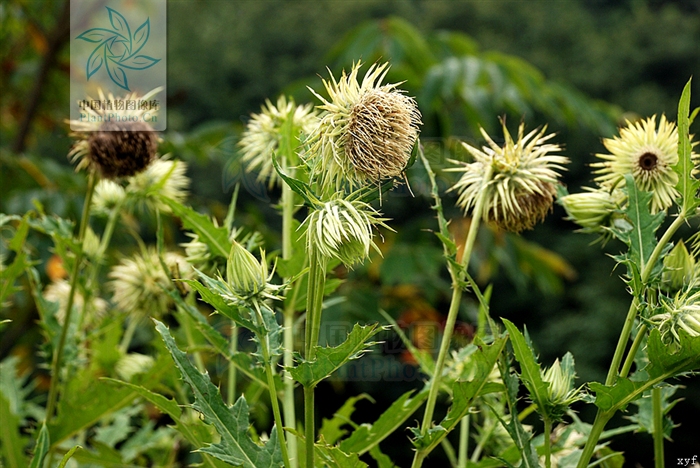  p>等苞蓟,菊目菊科 a href="#">蓟属 /a>植物,多生于海拔2,440米的