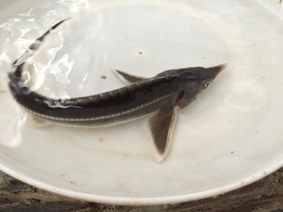  p>小体鲟(学名: i>acipenser ruthenus /i>)是鲟科,鲟属的鱼类.