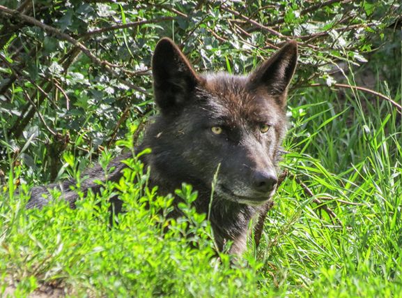 canis lupus lycaon)是灰狼的亚种之一,具有各种皮毛颜色,从白色到