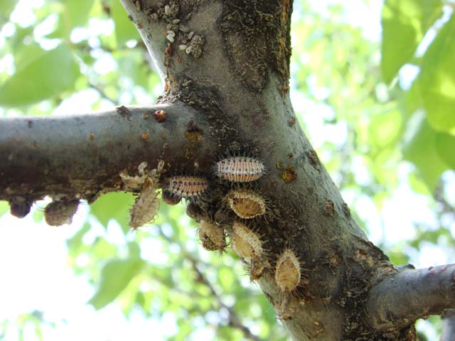  p data-id="gnwxybl2pg">蚧壳虫,又名" b> 