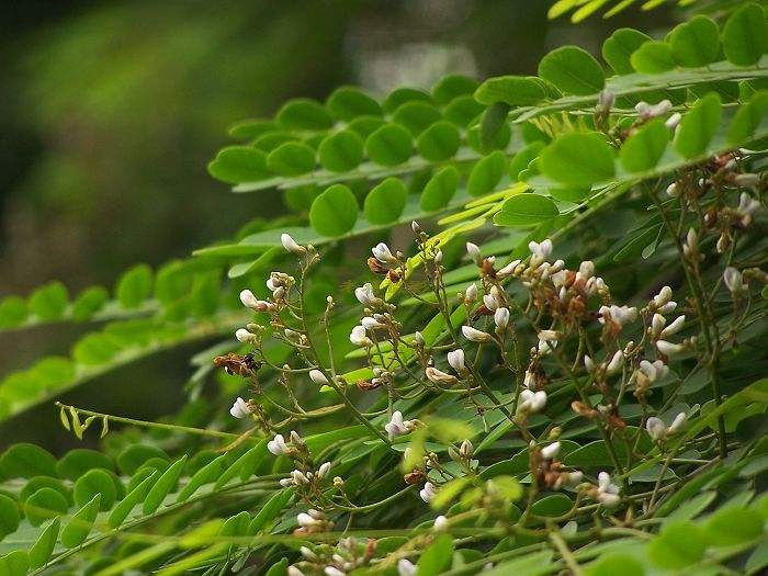  p>象鼻藤(学名: i>dalbergia mimosoides /i> franch.