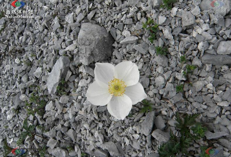 anemone rupicola camb