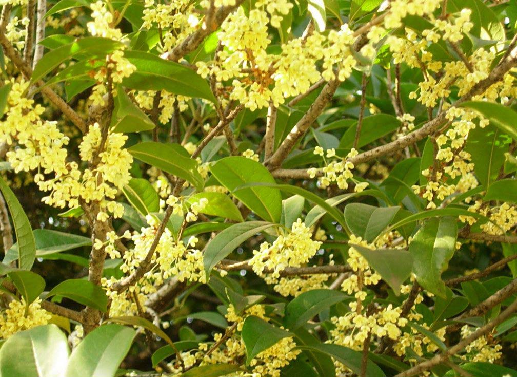  p>金球桂(学名: i>osmanthus fragrans /i> 'jin qiu gui&