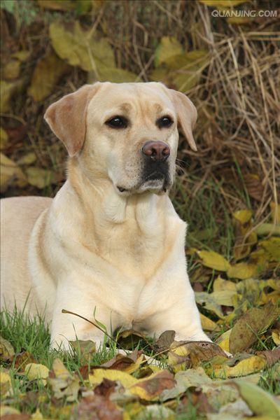  p> a target="_blank" href="/item/拉布拉多/4152961" data-lemmaid