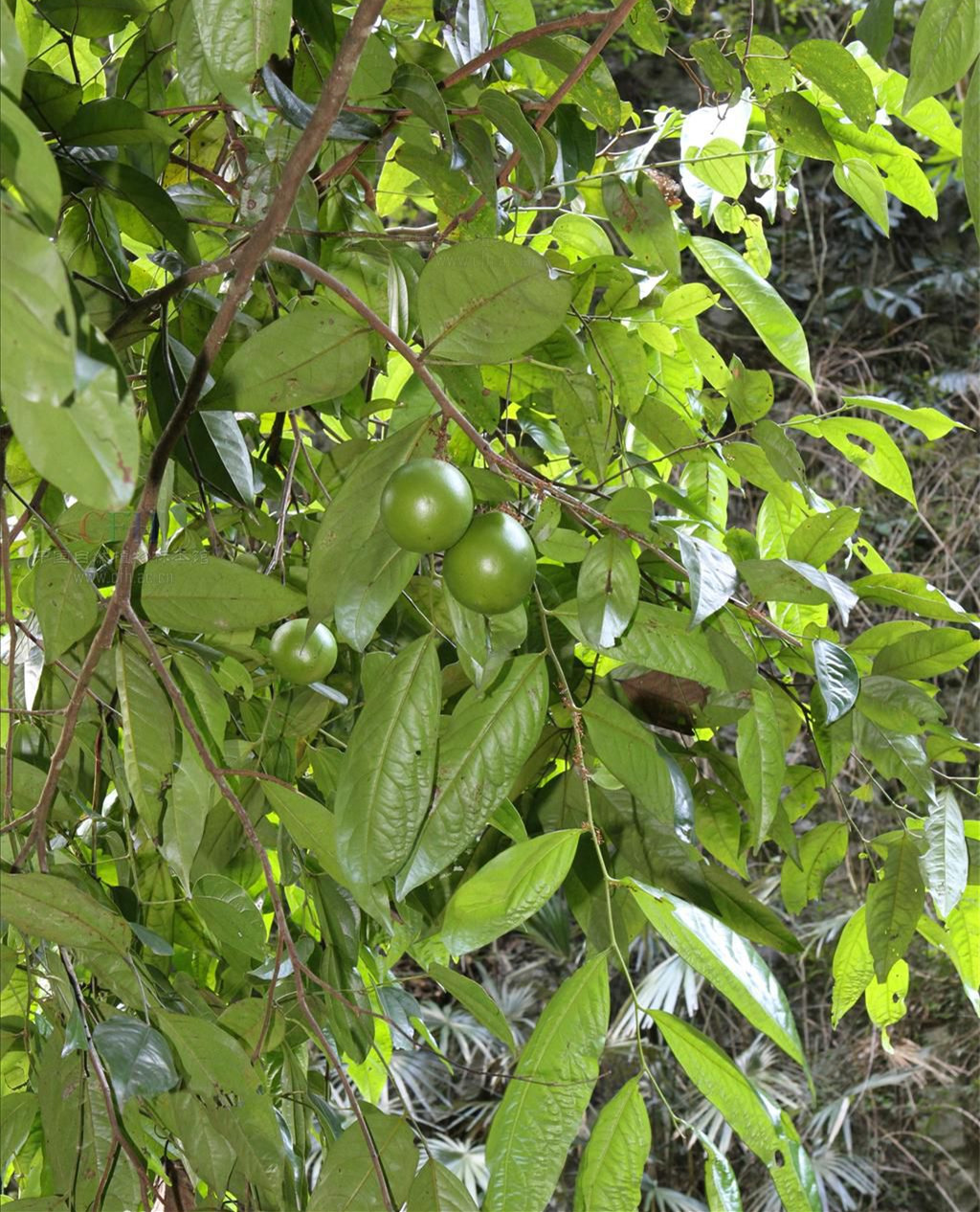 大风子属, a href="#" data-lemmaid="1626123">大风子科 /a>,约4种 