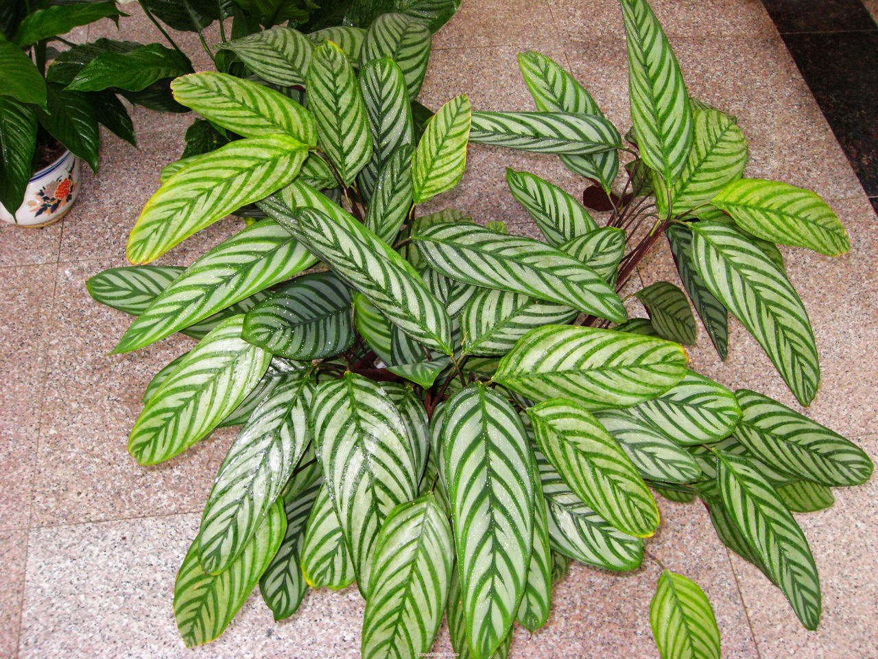 是竹芋科, a>肖竹芋属 /a>多年生中等大草本植物.