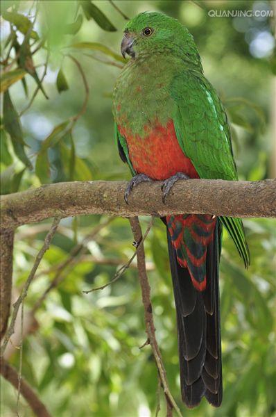  p>澳洲国王鹦鹉(学名: i>alisterus scapularis /i>)是 a href="#">