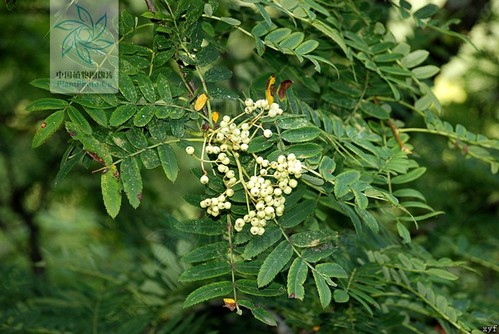  p>湖北花楸(学名:sorbus hupehensis c. k. schneid.
