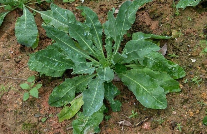 b.imlay),菘蓝属植物菘蓝(isatis tinctoria l)等. /p>