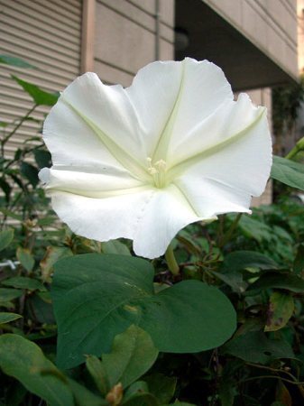 ipomoea alba var. lobatum