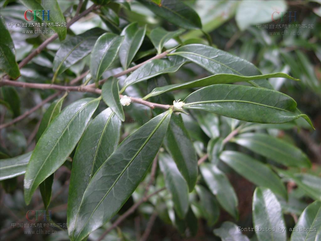  p>薄叶山矾, b>symplocos /b>  b>anomala /b> brand山矾科山矾属