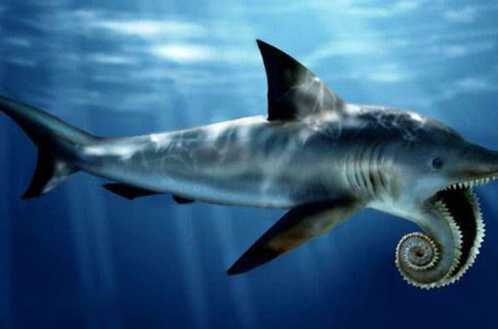 旋齿鲨