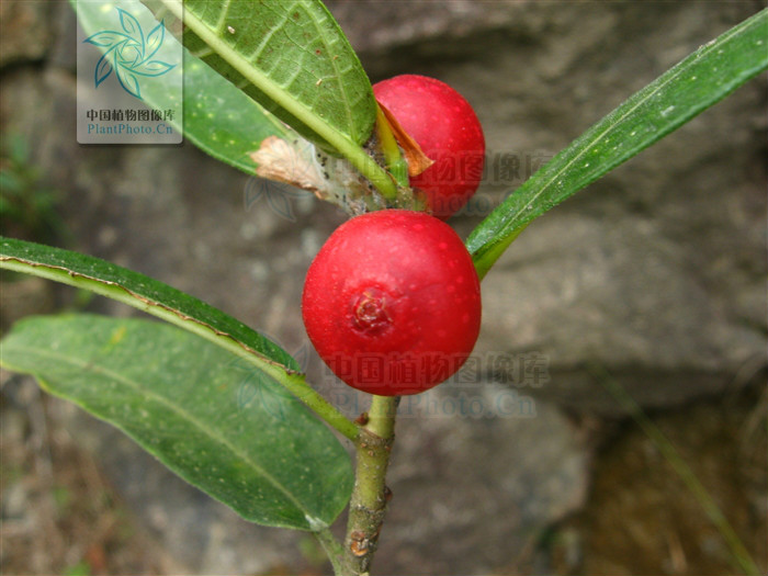  p>纸叶榕(学名:ficus chartacea)为桑科榕属的植物.