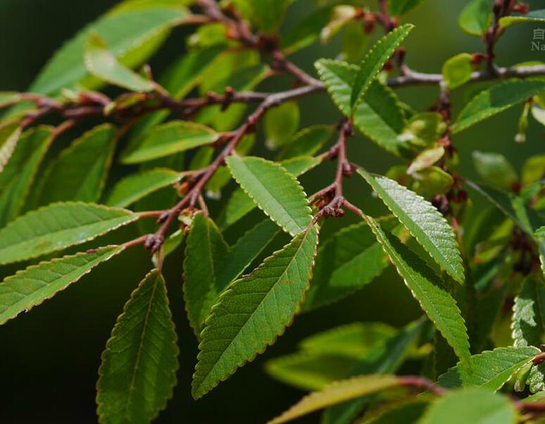  p>旱榆(学名: i>ulmus glaucescens /i> franch.