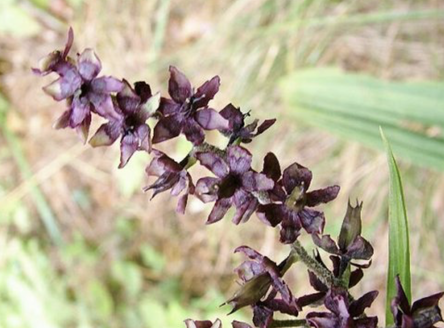  p>黑紫藜芦 i>(学名:veratrum japonicum) /i>,是百合科 a target="