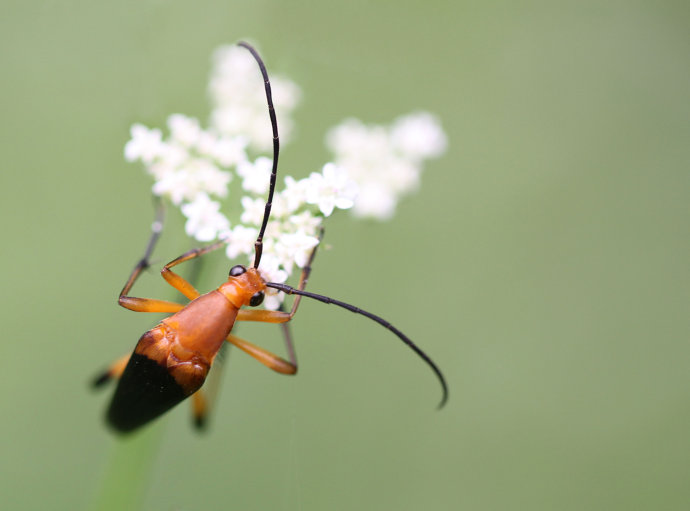 异色蜓尾花天牛