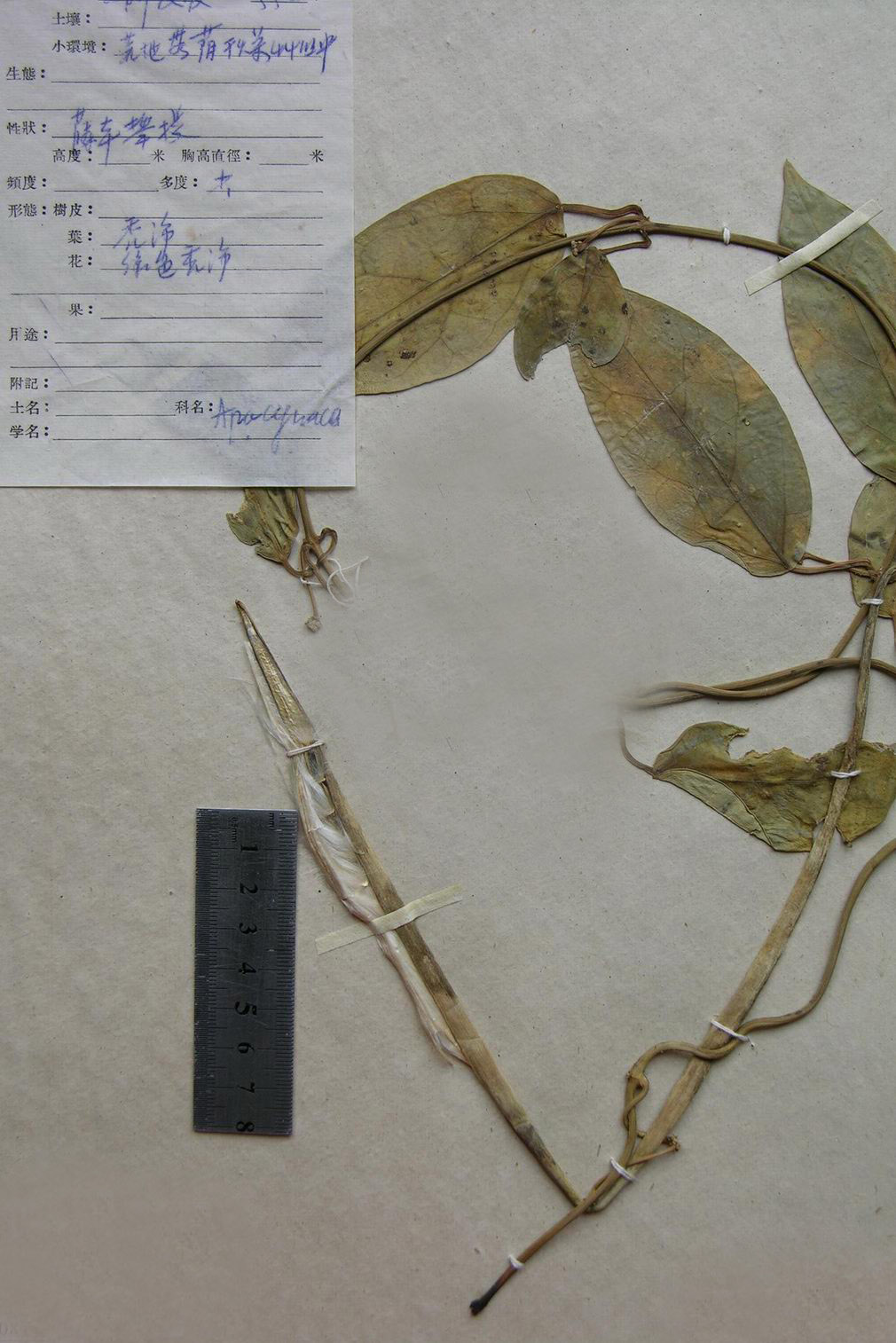 heterostemma wallichii wight