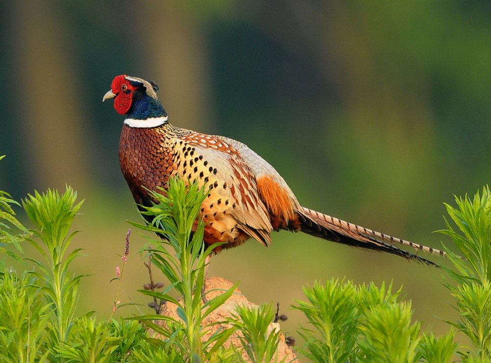 phasianus colchicus formosanus