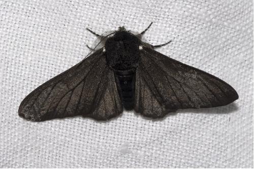  p>桦尺蛾,biston betularia,属动物界 a target="_blank" href="