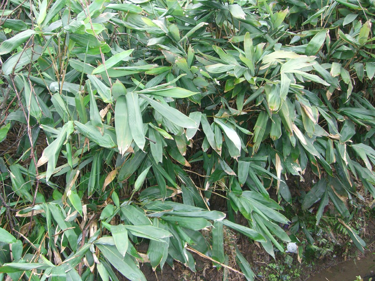  p data-id="go05e8w3jc">甘藤又叫甜藤(《嘉》),感藤.