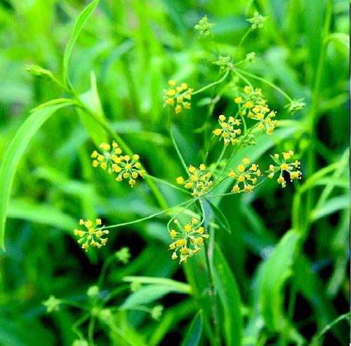 猫爪草的传奇故事 你知道几个 百科ta说