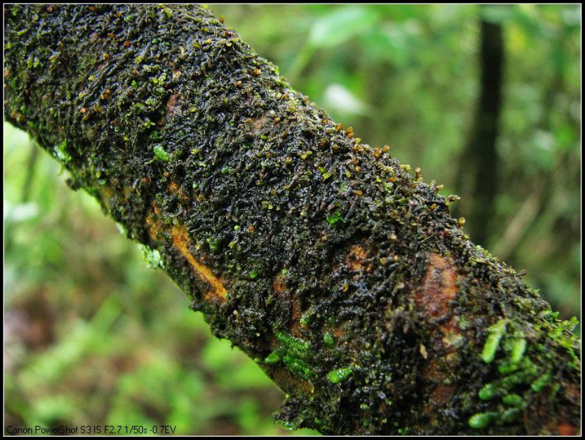 植物体叶状,中肋多清楚,颈卵器生于叶状体