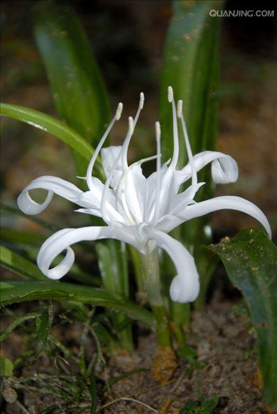  p>百合科是 a target="_blank" href="/item/被子植物/280789" data