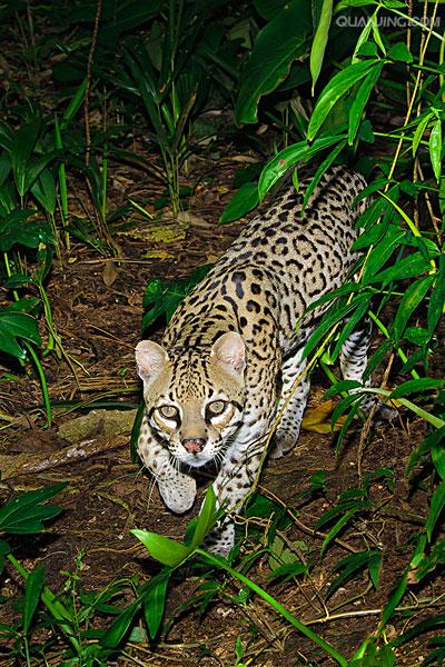  p>美洲豹猫 ocelot  a href="#" data-lemmaid="230981">猫科 /a>