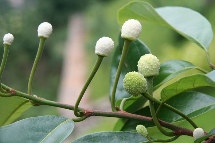  p>白桂木(学名: i>artocarpus hypargyreus  /i>hance)是桑科波罗蜜