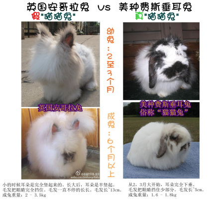 猫猫兔_百度百科