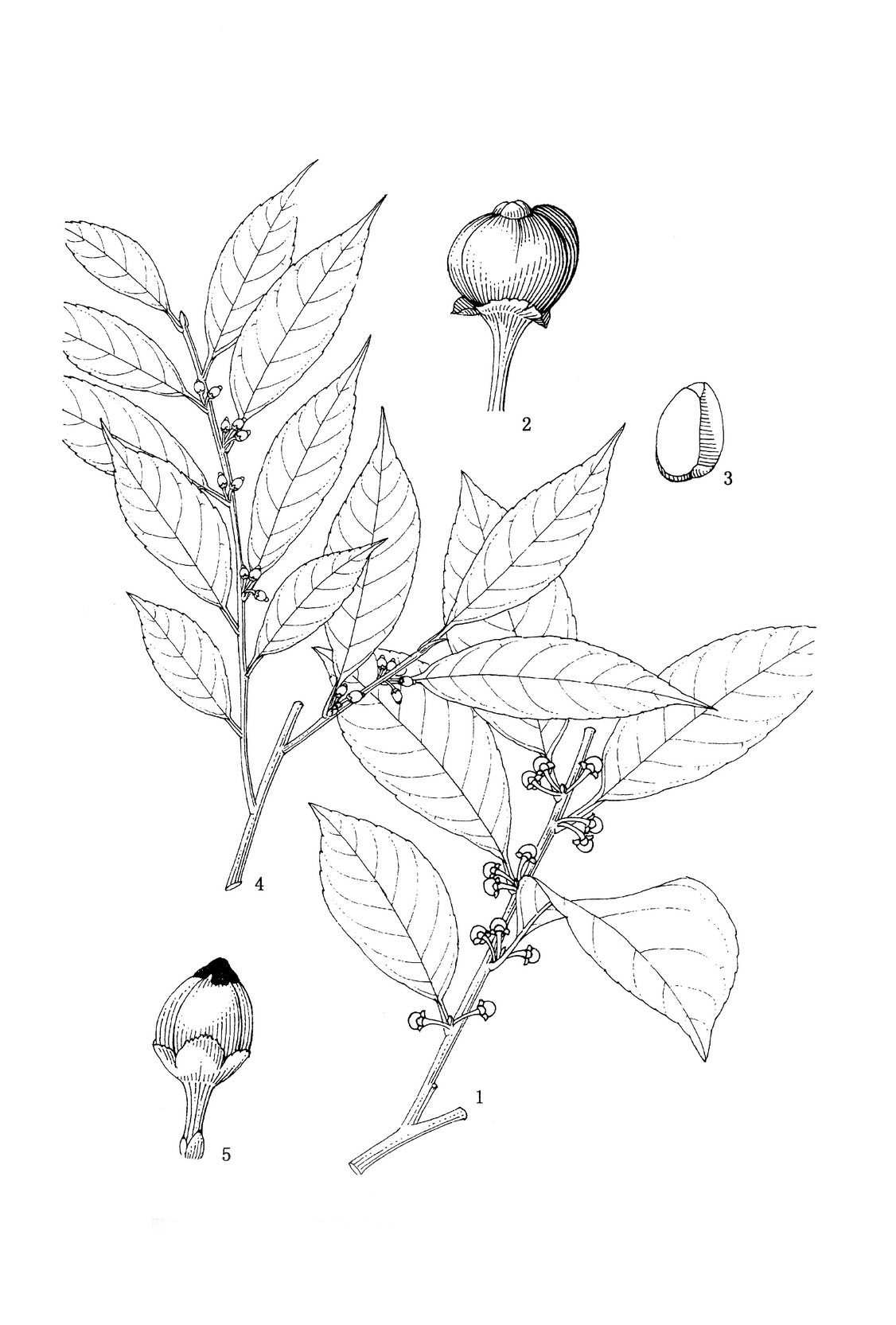  p>薄革叶冬青(ilex subcoriacea z. m. tan)为常绿灌木,高2～3米.