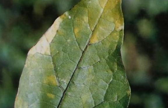  p>茄子霜霉病是由 a target="_blank" href="/item/烟草霜霉茄变种