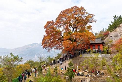 崂山景区元宝槭古树